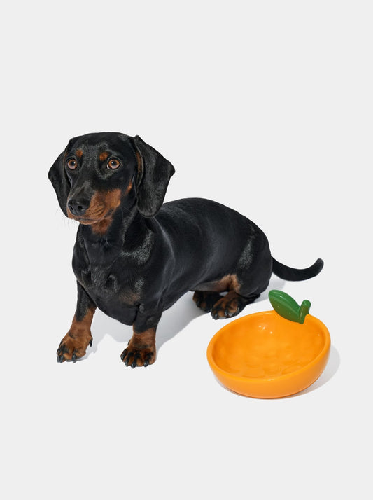 Tangerine Ceramic Pet Bowl