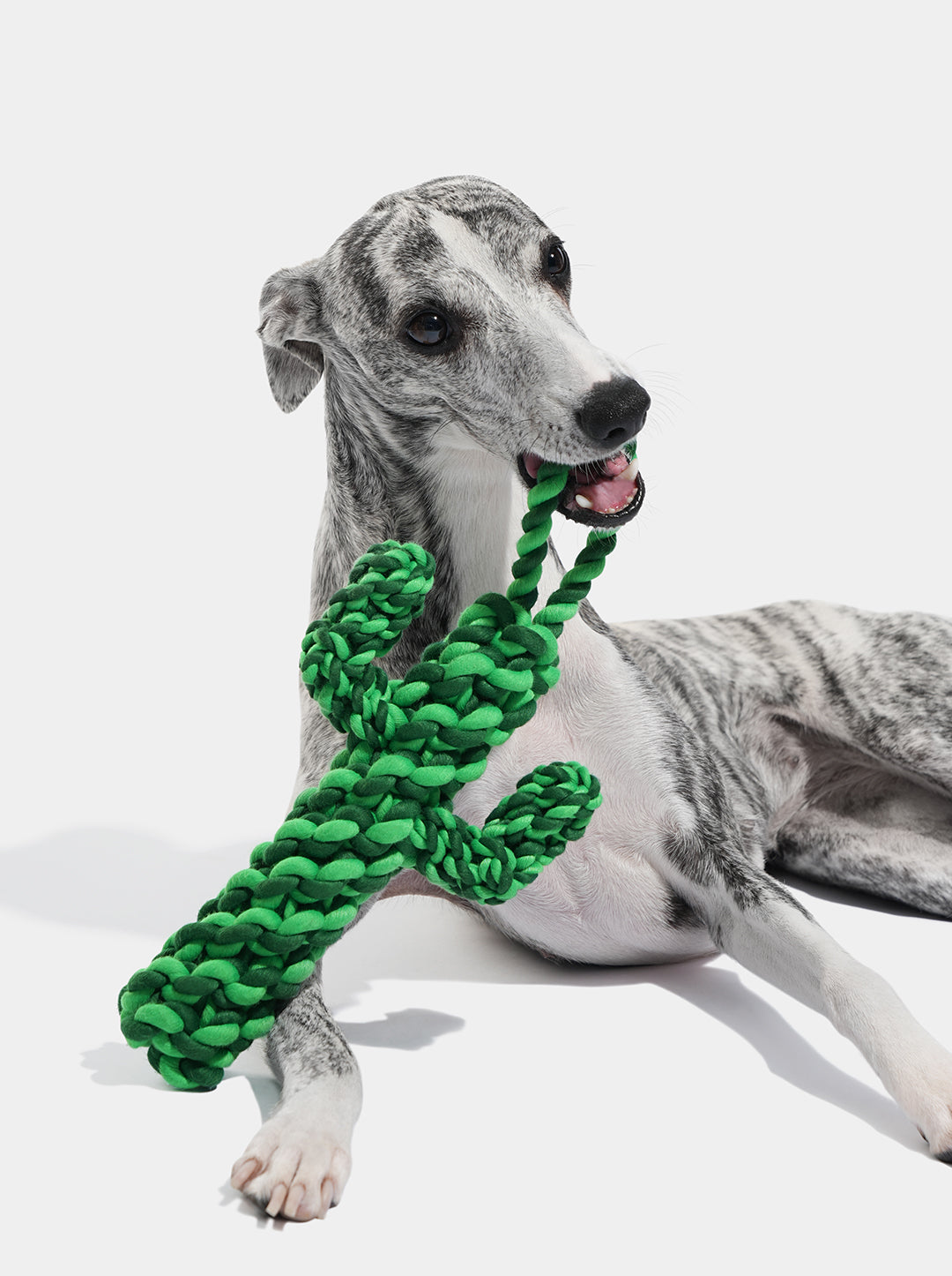 Oasis Cactus Knot Rope Toy