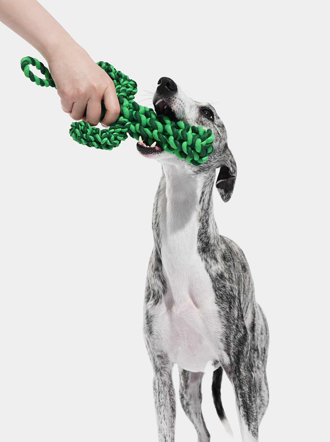 Oasis Cactus Knot Rope Toy