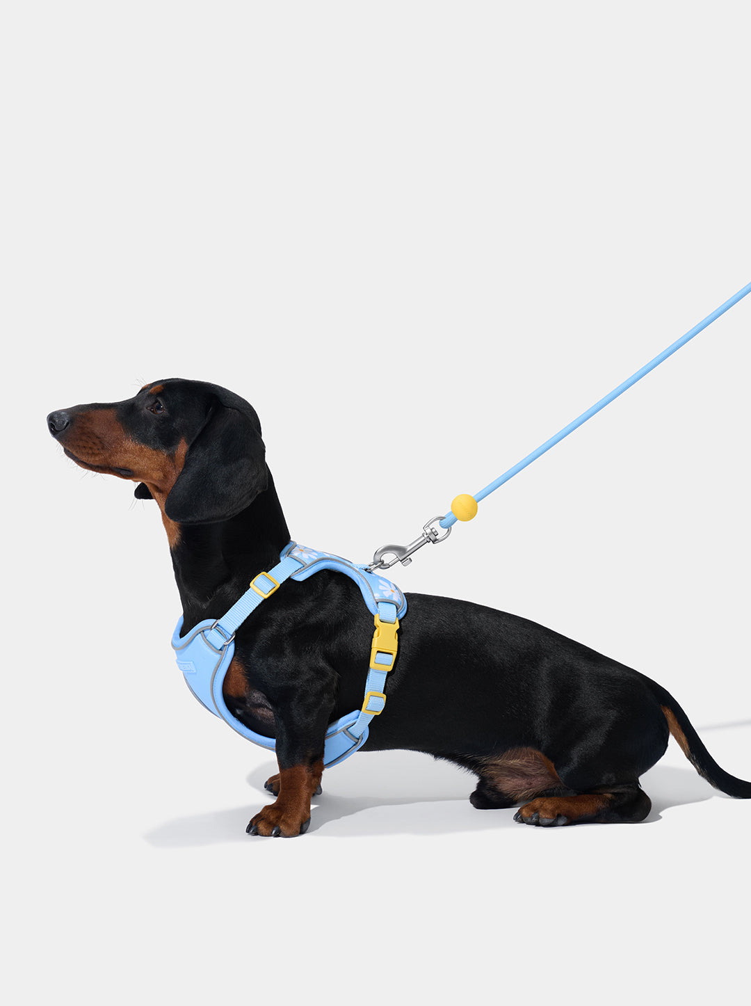 Connect Premium Classic Rope Leash Walk Kit - Daisy