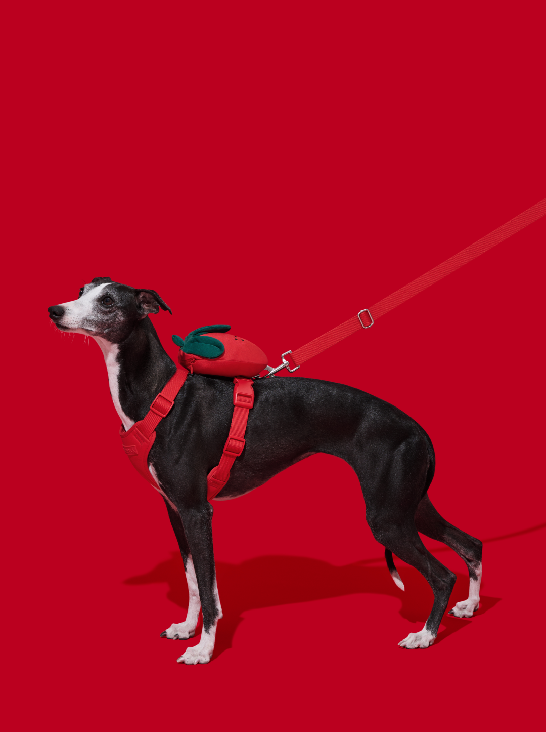 Strawberry Pet Backpack, Harness & Leash Set