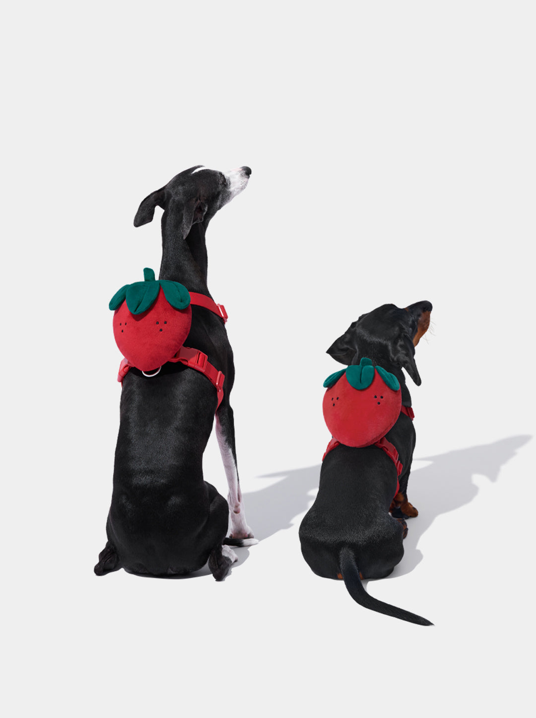 Strawberry Pet Backpack, Harness & Leash Set