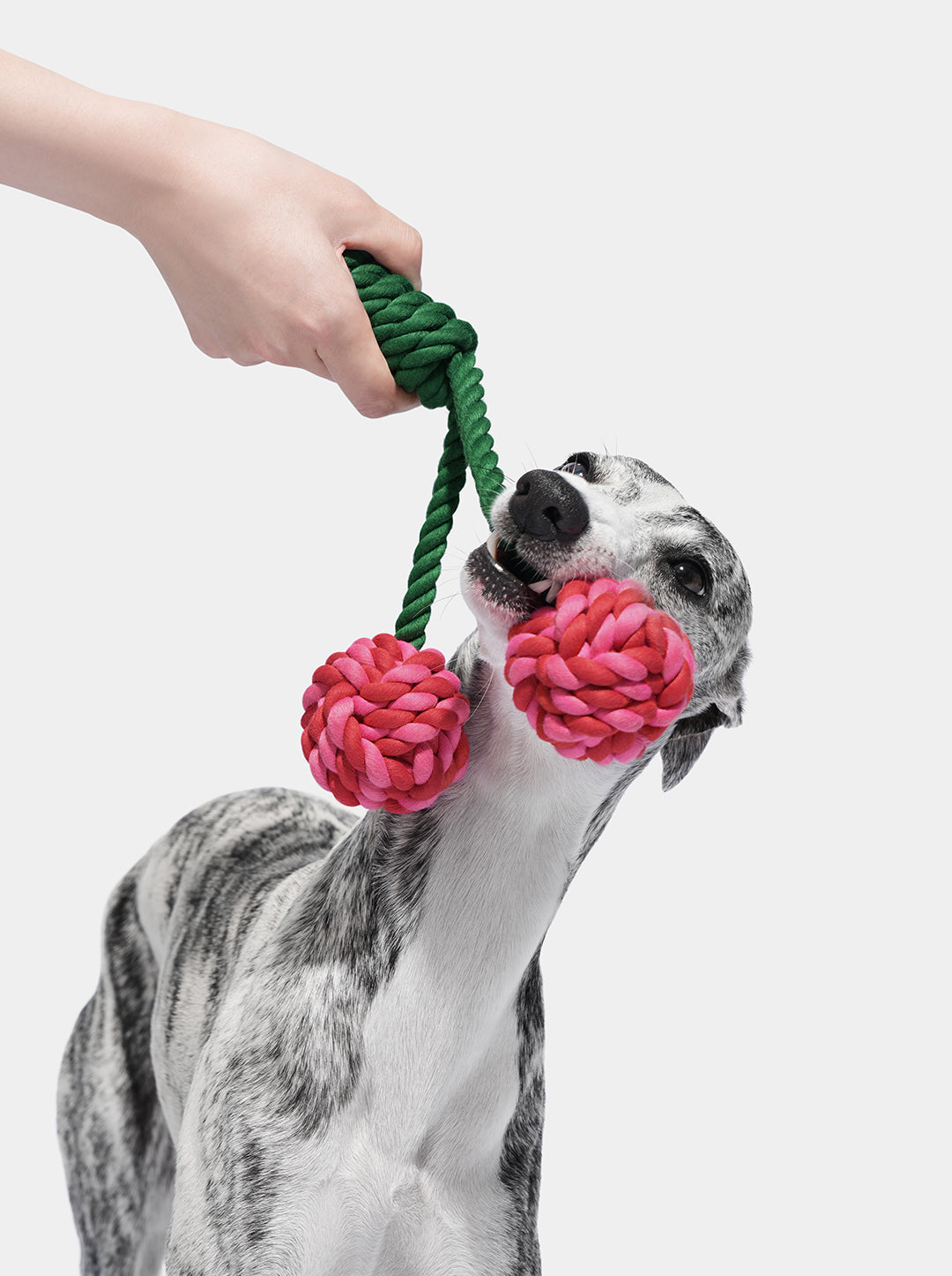 Knotted rope dog toy hotsell