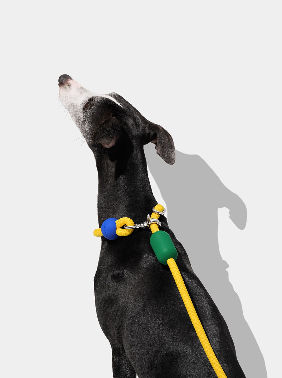 Connect Hands-Free Rope Leash For Pets - Chroma