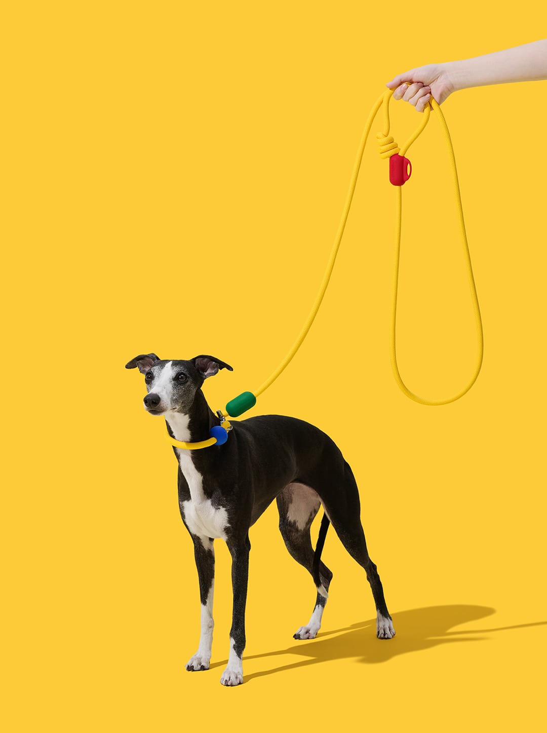 Connect Hands-Free Rope Leash For Pets - Chroma