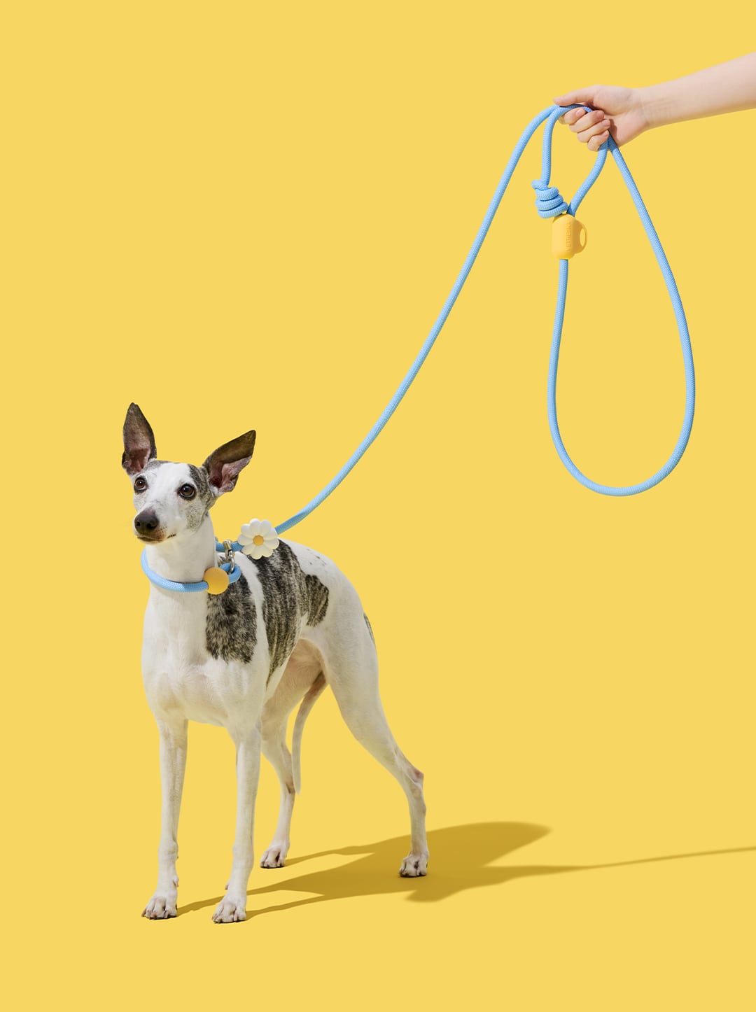 Connect Hands-Free Rope Leash For Pets - Daisy