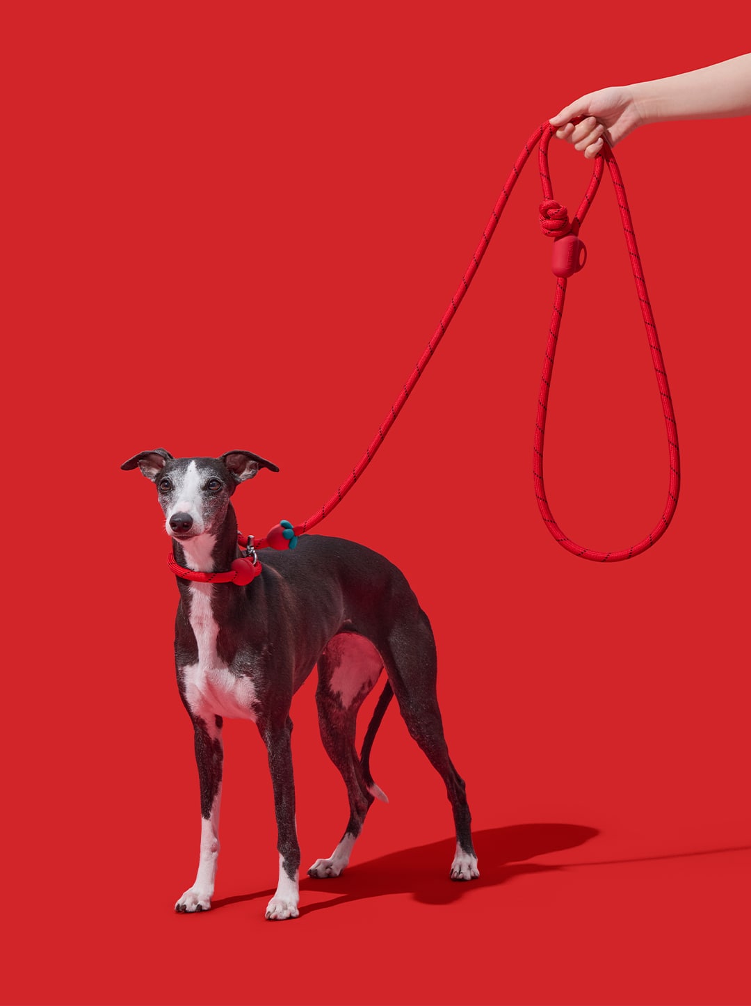 Connect Hands-Free Rope Leash For Pets - Strawberry