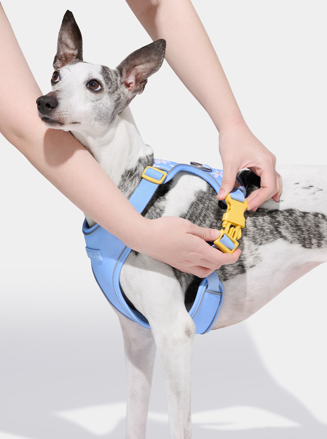 Daisy Pet Harness & Leash Set