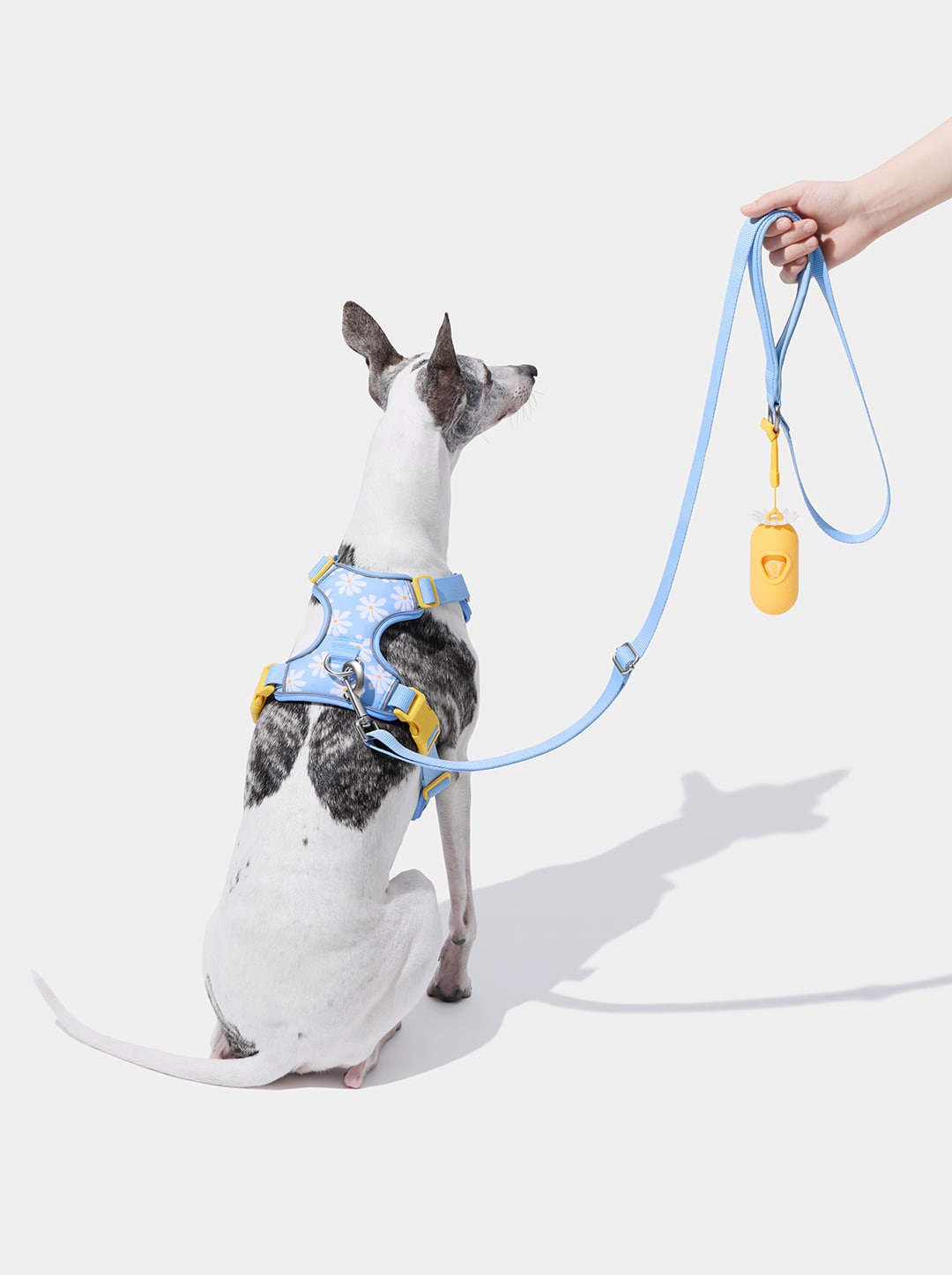 Daisy Pet Harness & Leash Set