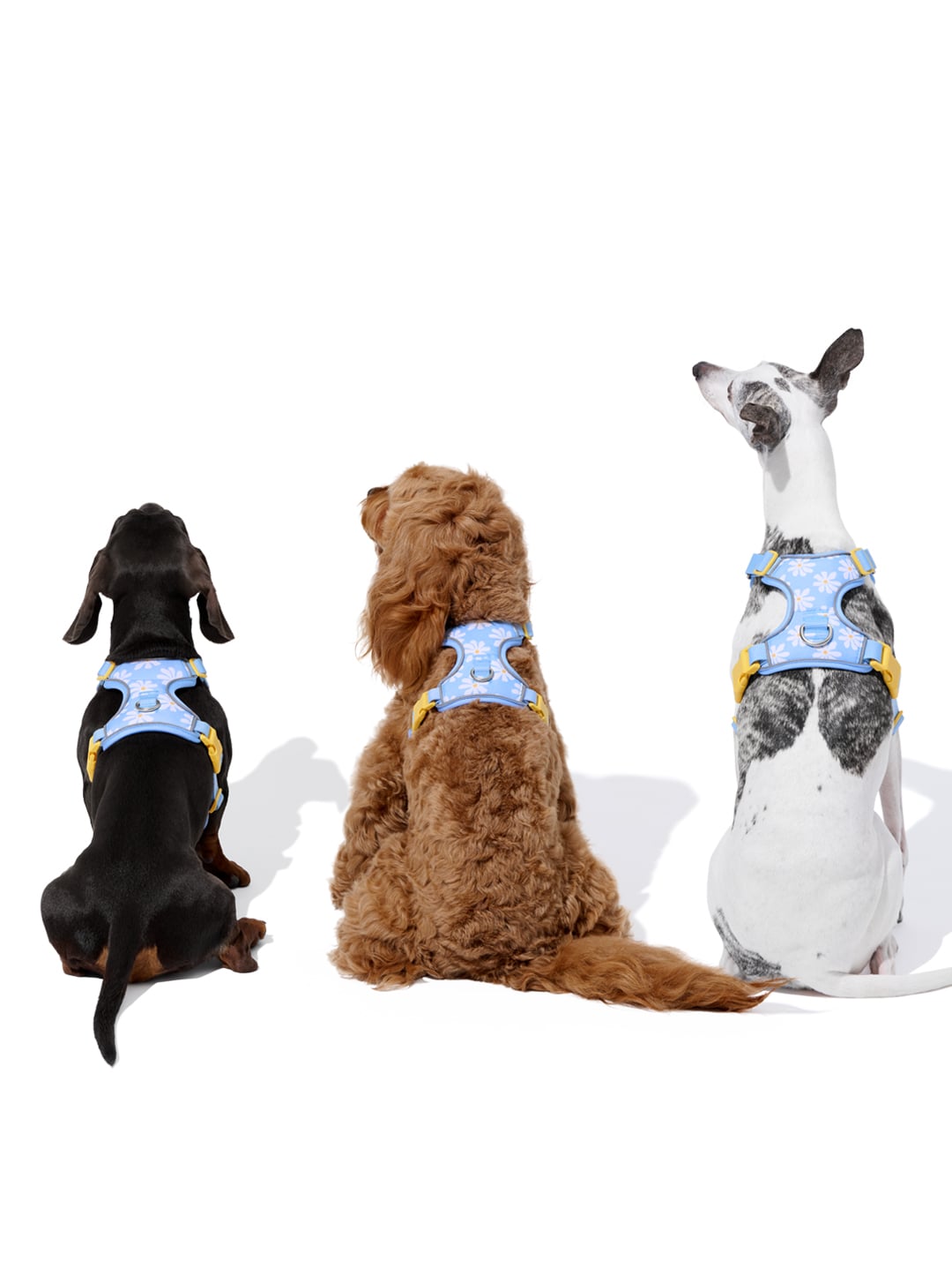 Daisy Pet Harness & Leash Set