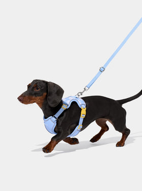 Daisy Pet Harness & Leash Set