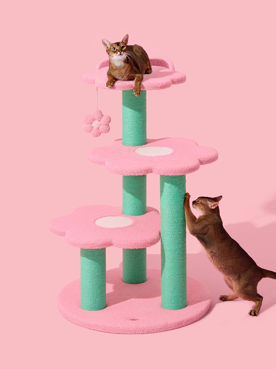 Flora Cat Climber