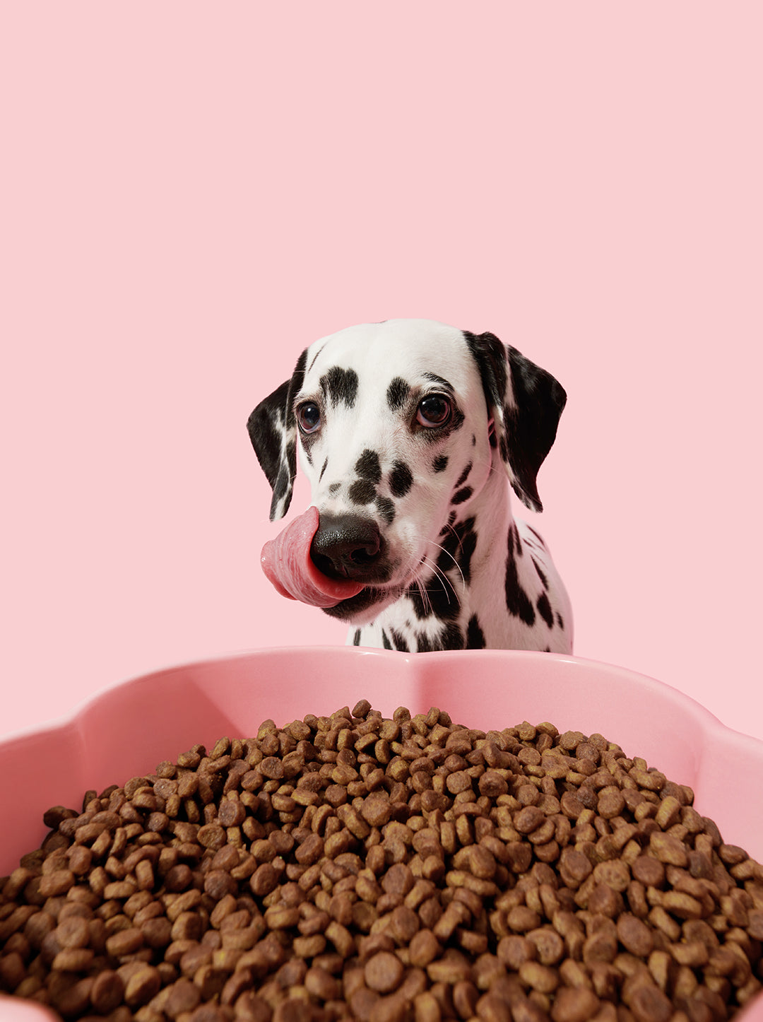 Flora Ceramic Pet Bowl