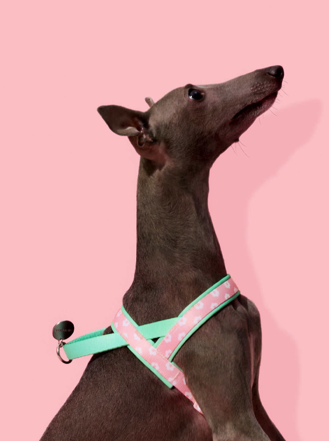 Flora Pet Walk Kit