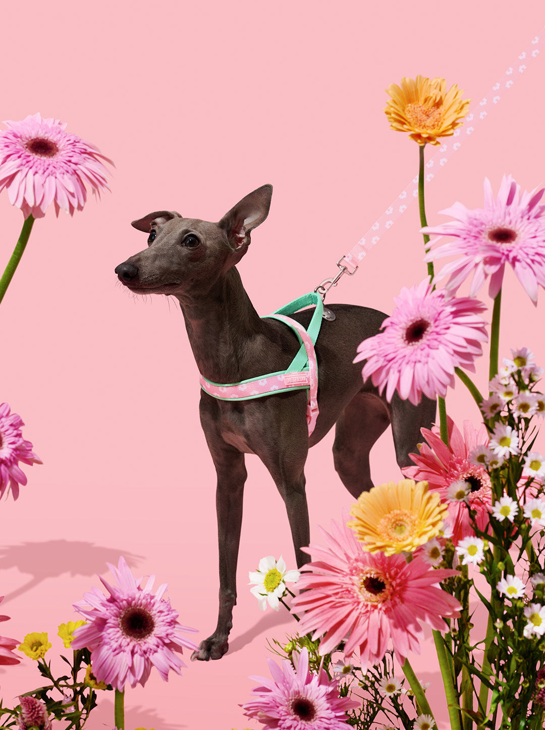Flora Pet Walk Kit