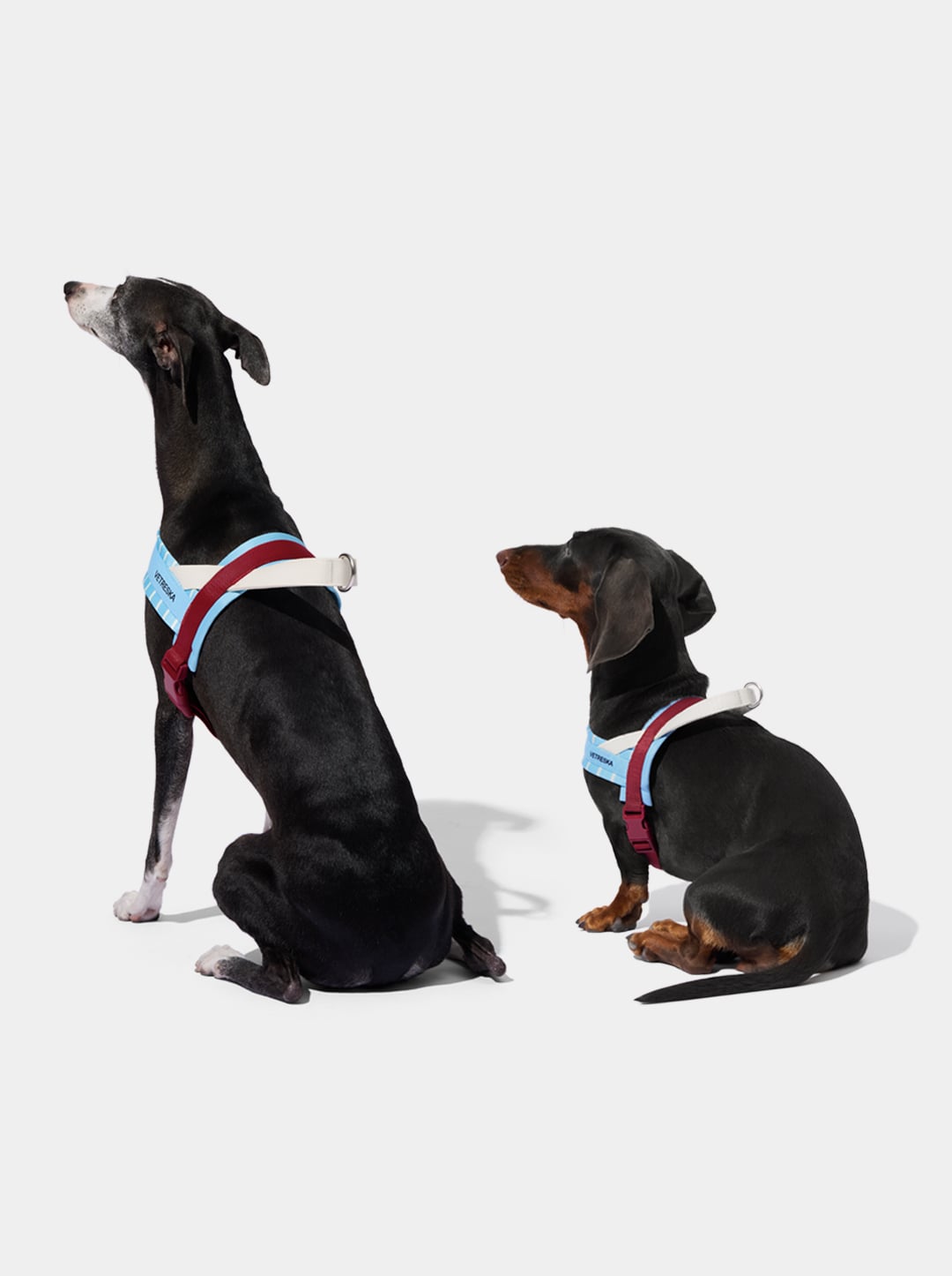 Mist and Merlot Harness & Leash Set