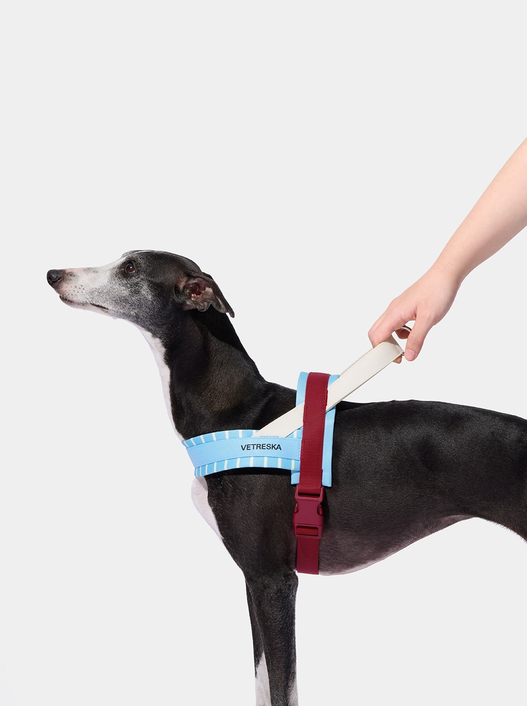 Mist & Merlot Pet Harness & Leash Set