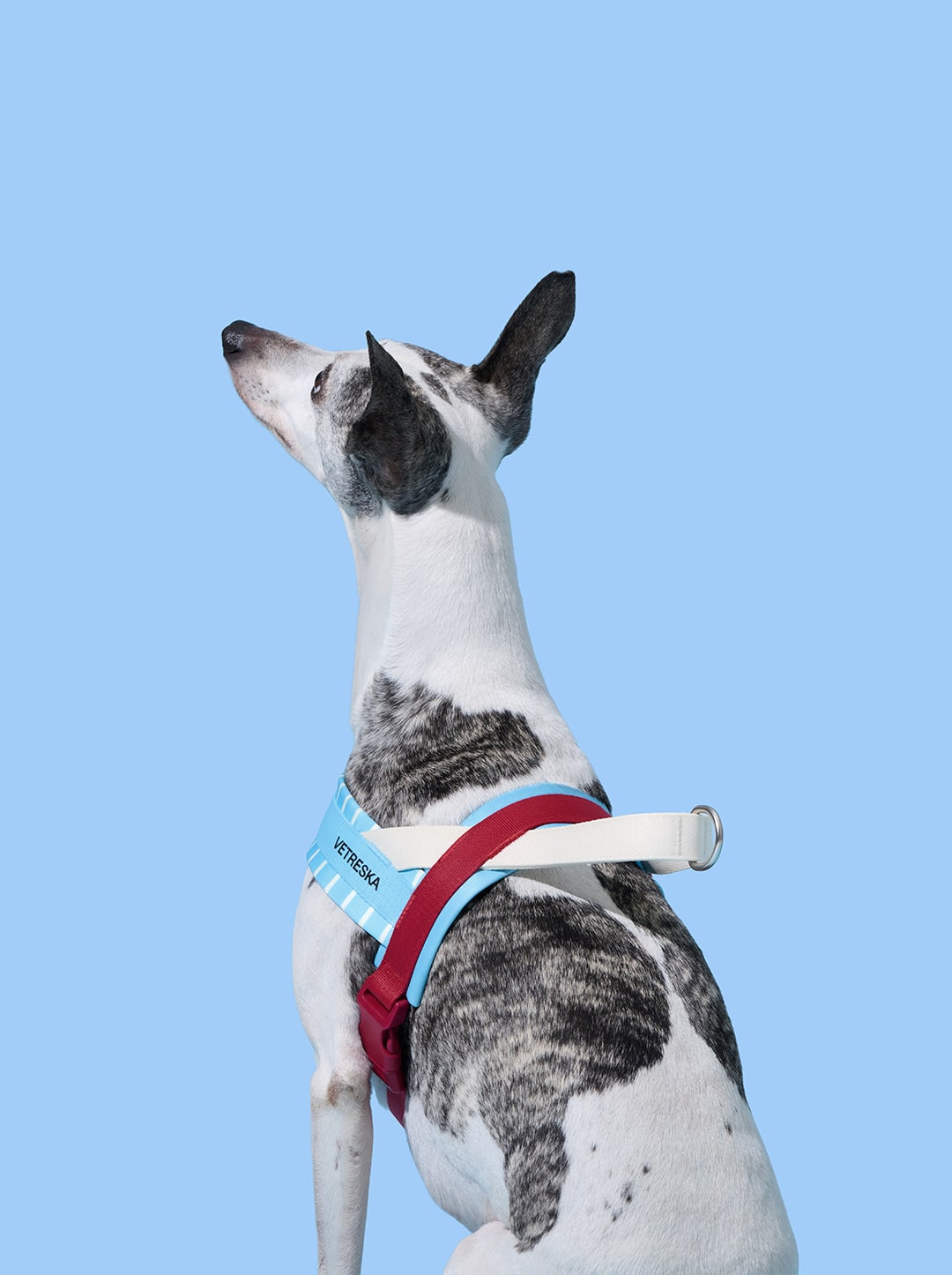 Mist and Merlot Harness & Leash Set