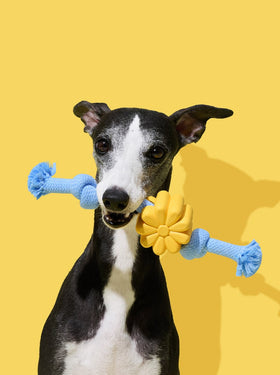 Playful Charm Knot Rope Toy