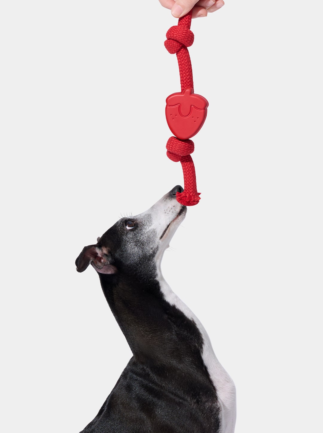 Playful Charm Knot Rope Toy (Strawberry)