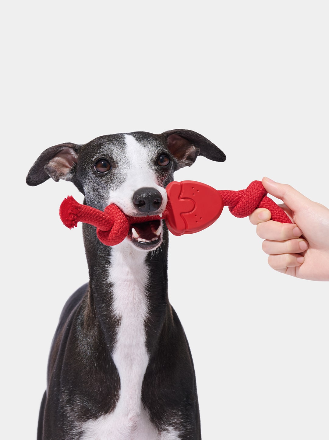 Playful Charm Knot Rope Toy (Strawberry)