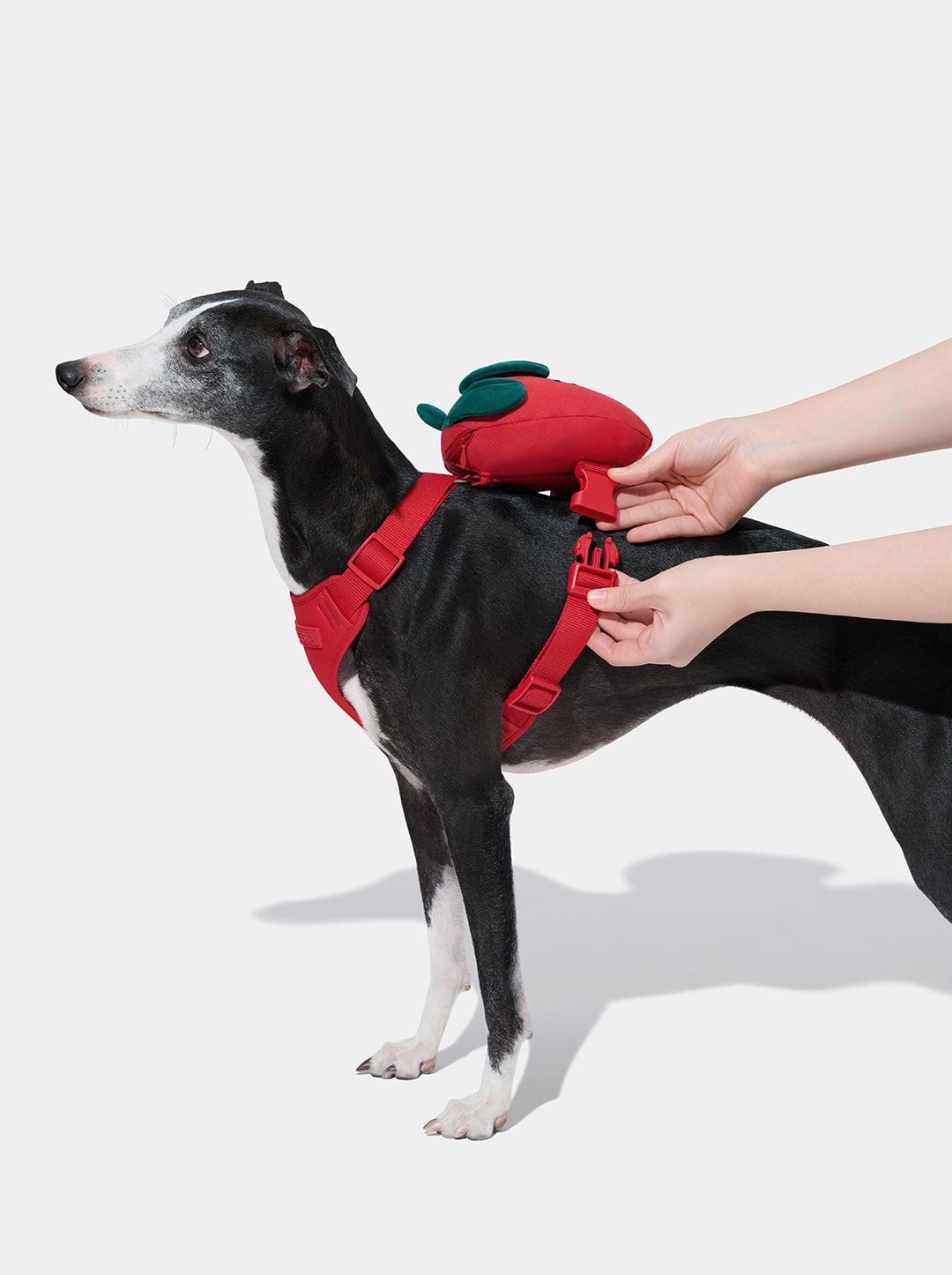 VETRESKA Strawberry Pet Backpack, Harness & Leash Set