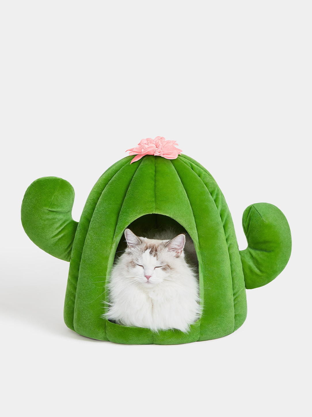Cute cat | Pet Mat