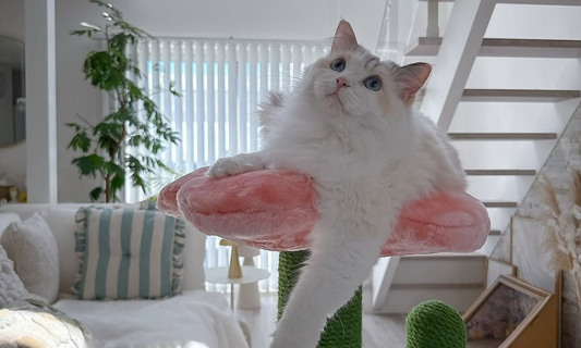 Your 2026 Guide to Choosing the Right Cat Climber