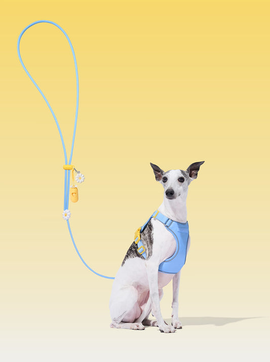 Connect Premium Classic Rope Leash Walk Kit - Daisy