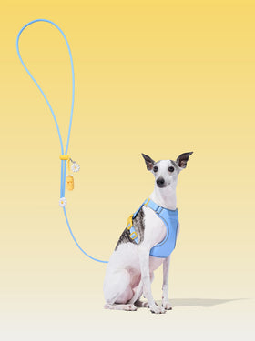 Connect Premium Classic Rope Leash Walk Kit - Daisy