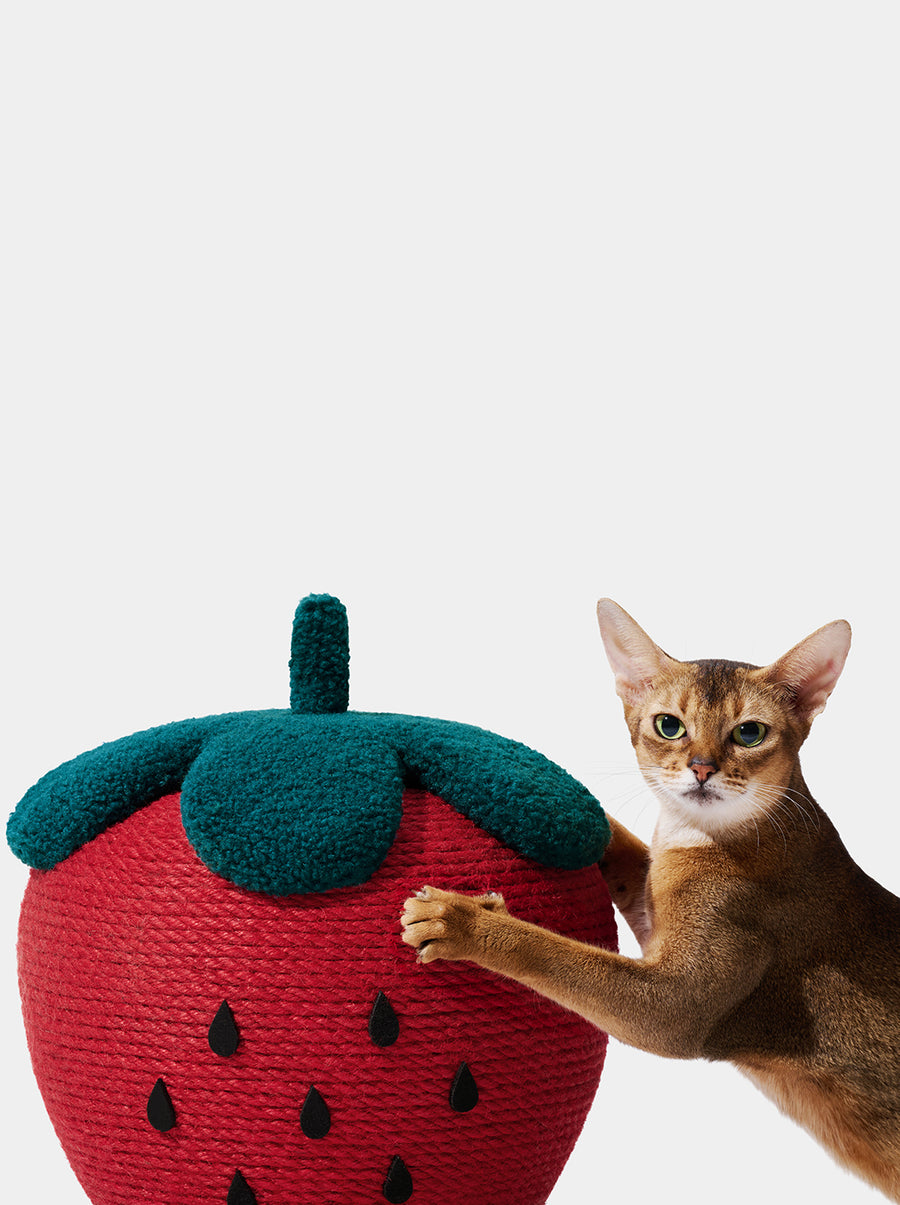 Strawberry Cat Scratching Ball