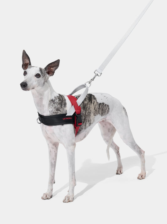 Circuit Quick Fit Pet Walk Kit