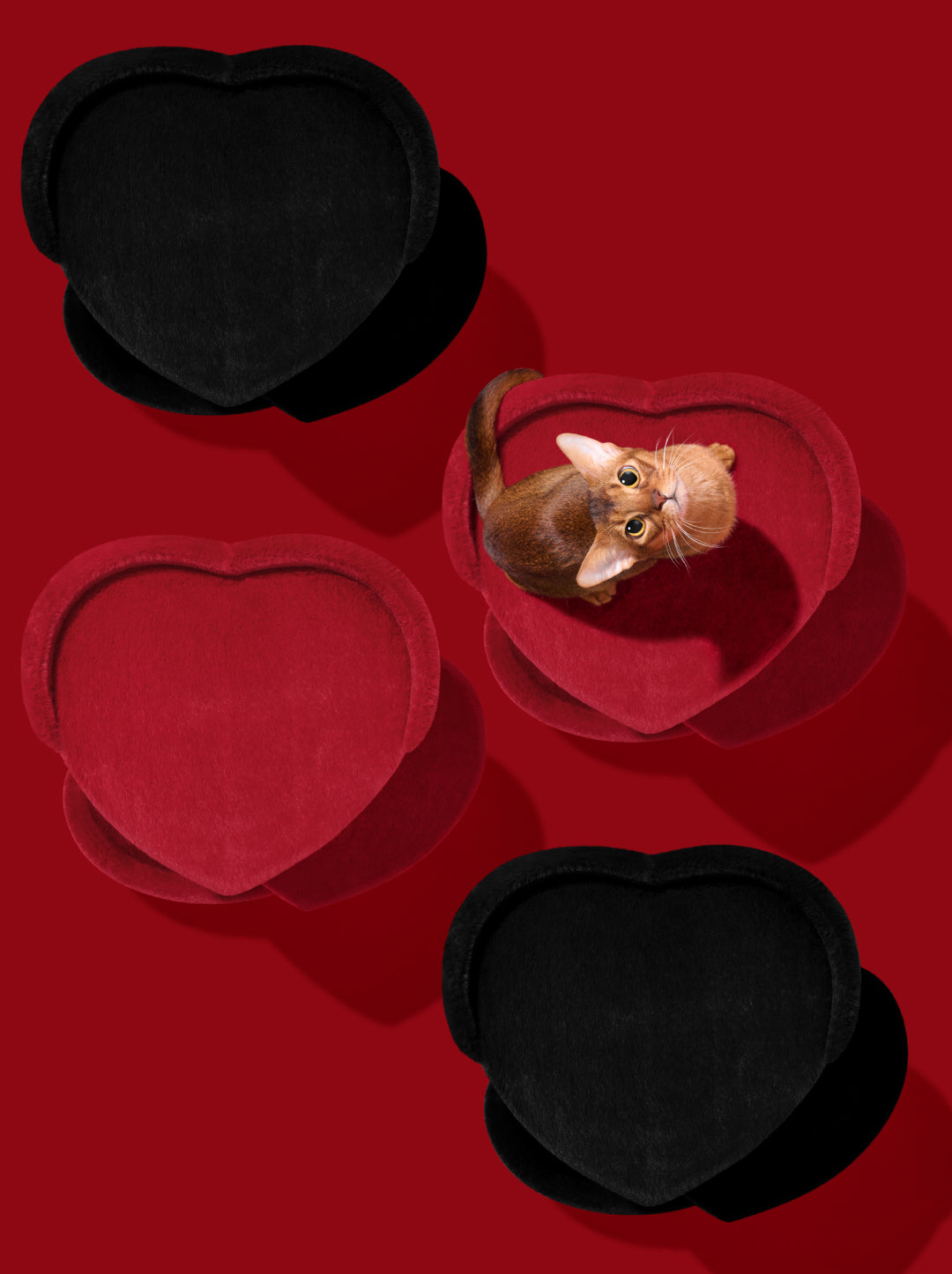 Heartpurrouge & Heartpurrnoir Cat Climber Combo