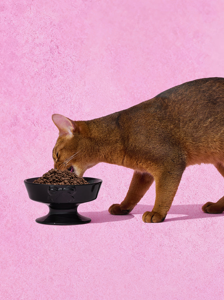 Bow de Noir Ceramic Pet Bowl