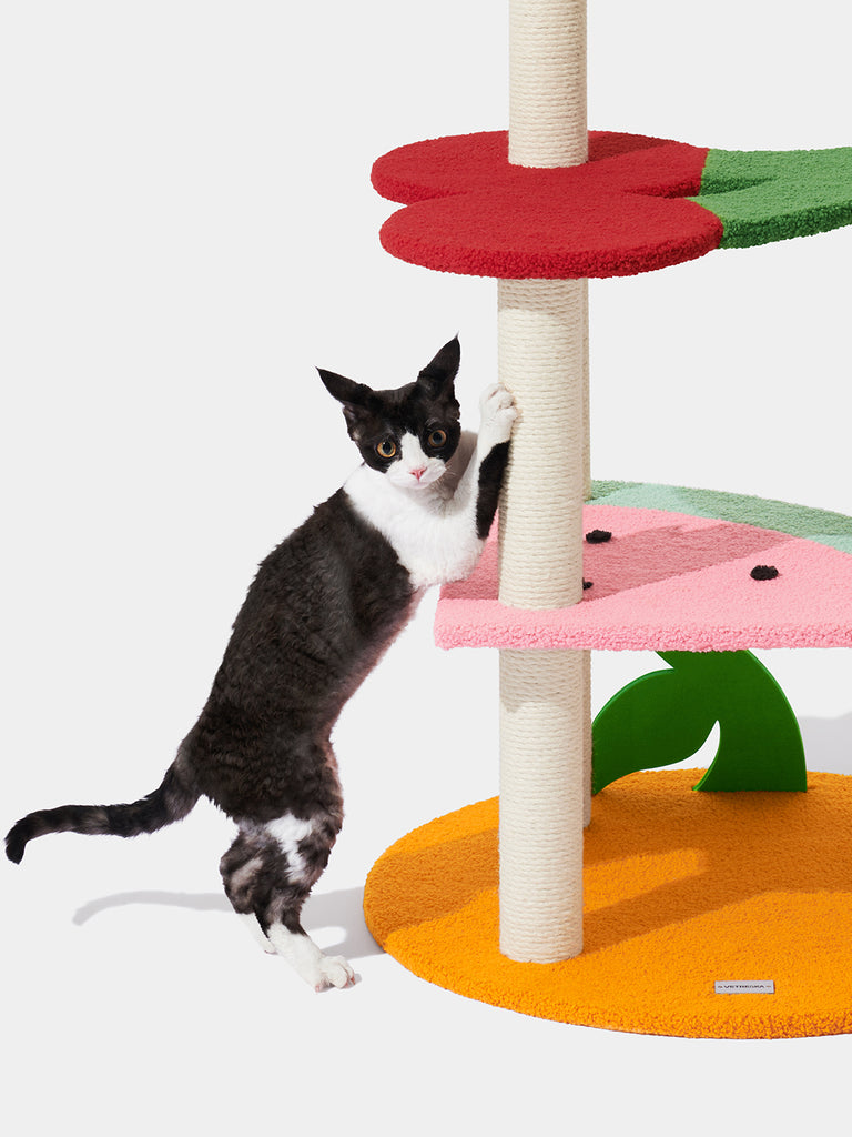 Fruit Frenzy Cat Climber