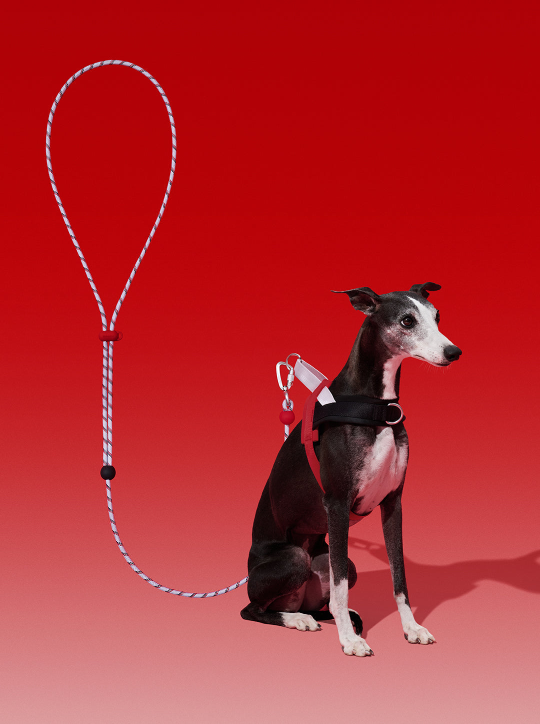 Connect Premium Classic Rope Leash - Circuit