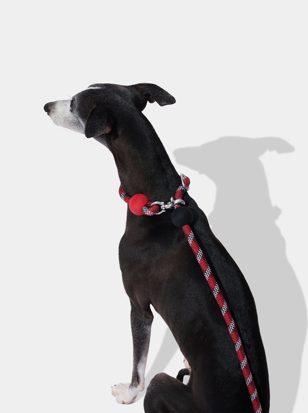 Connect Hands-Free Rope Leash - Circuit