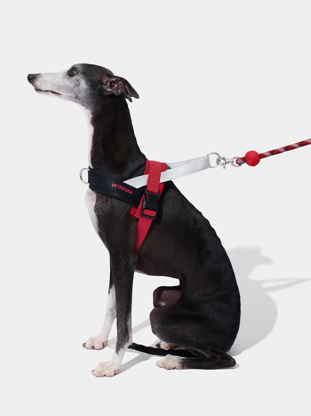Connect Hands-Free Rope Leash - Circuit