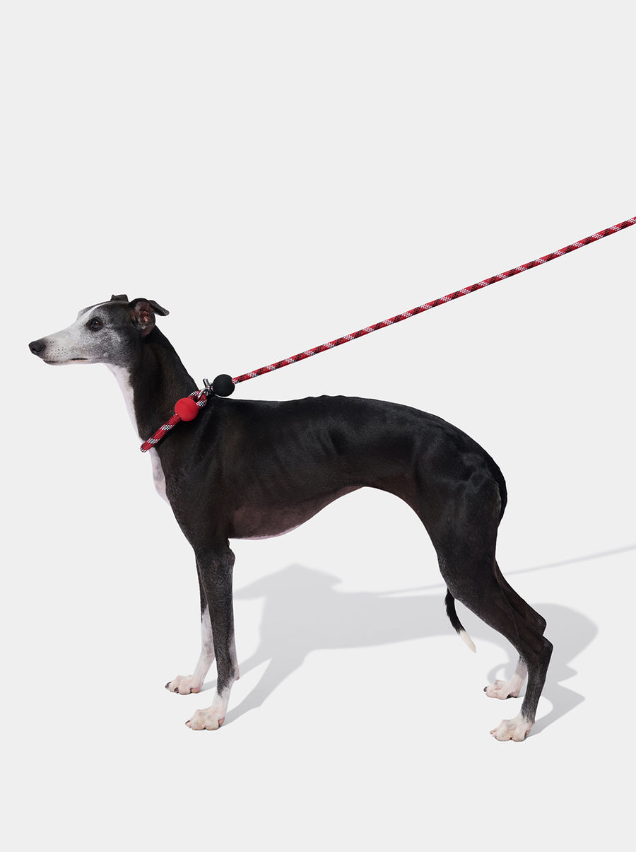 Connect Hands-Free Rope Leash - Circuit