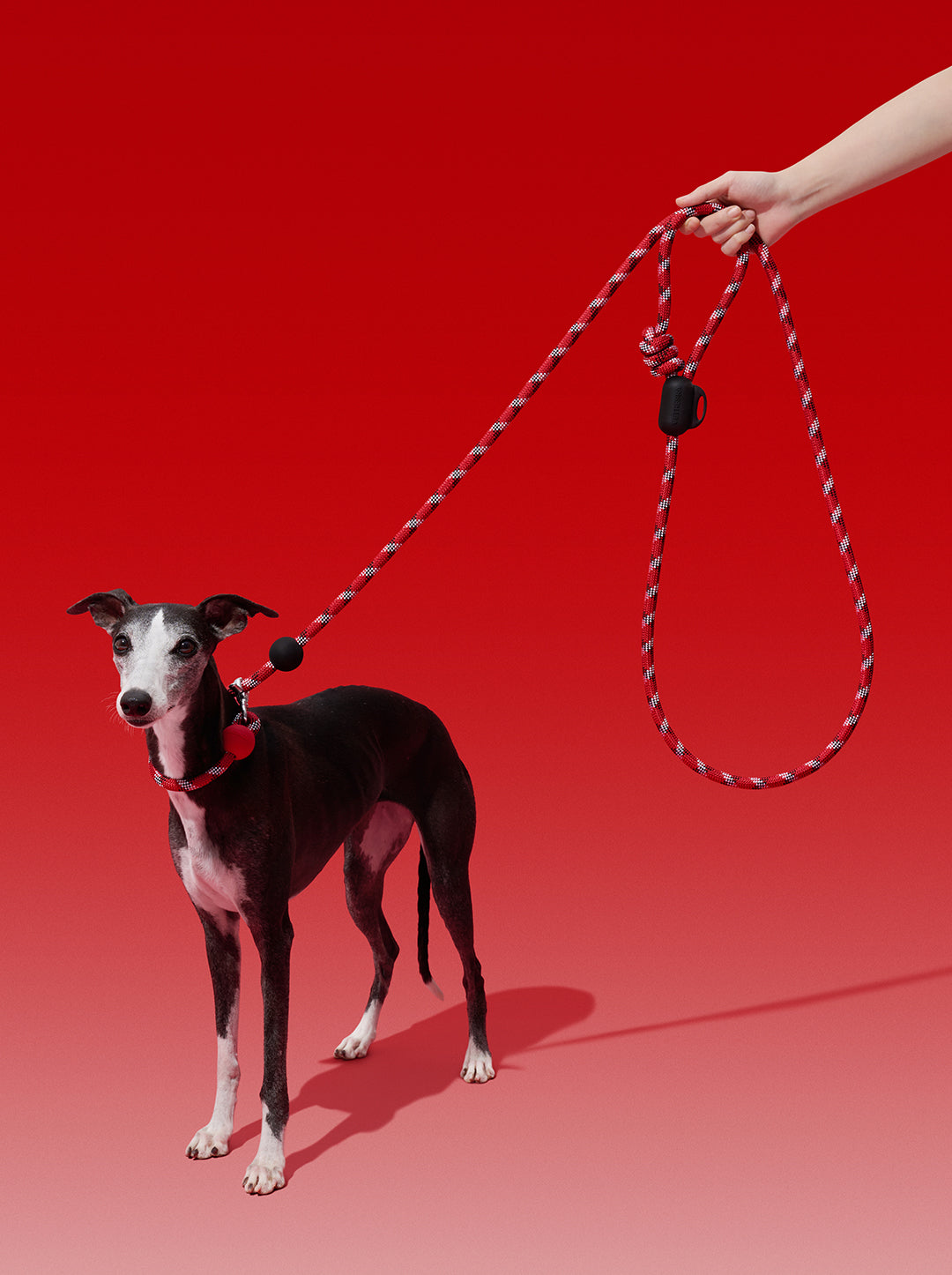 Connect Hands-Free Rope Leash - Circuit