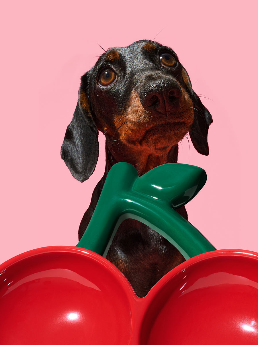 Cherry Ceramic Pet Bowl (NEW)