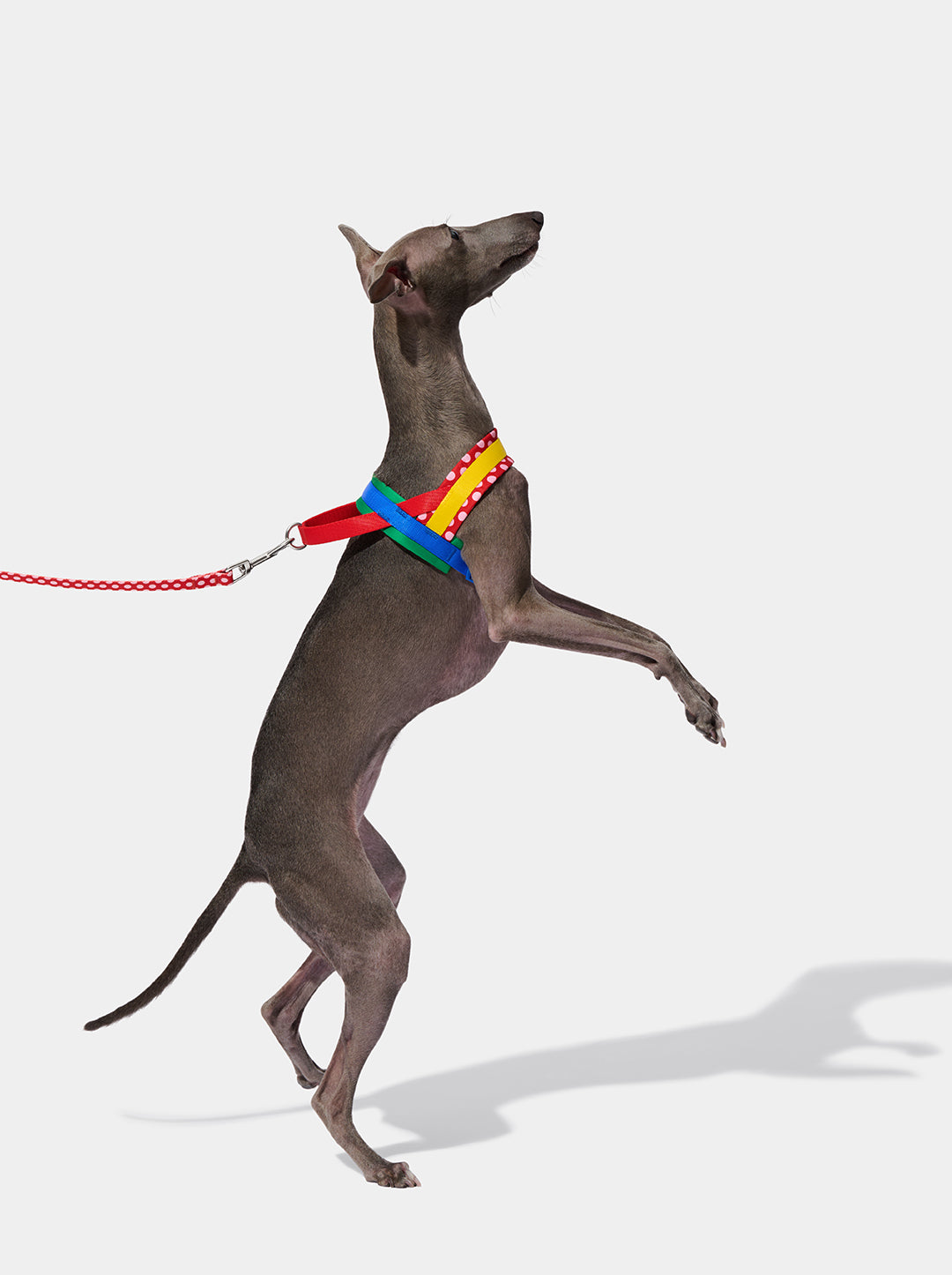 Chroma Pet Harness & Leash Set