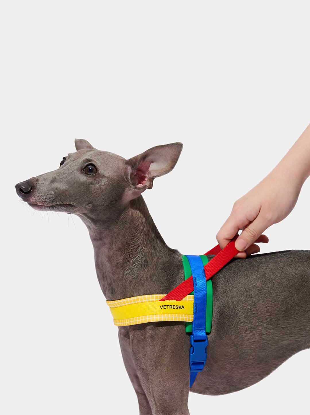 Chroma Pet Harness & Leash Set