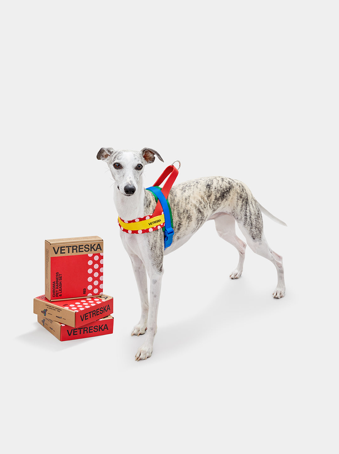Chroma Pet Harness & Leash Set