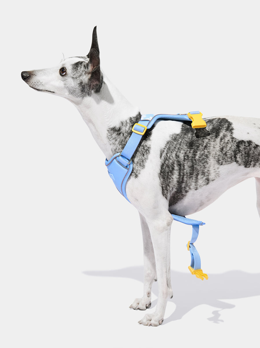 Daisy Pet Harness & Leash Set