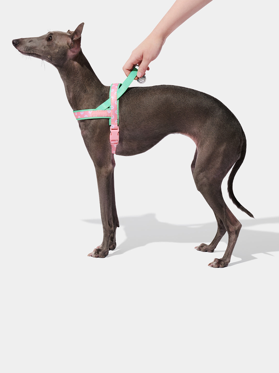 Flora Pet Harness & Leash Set