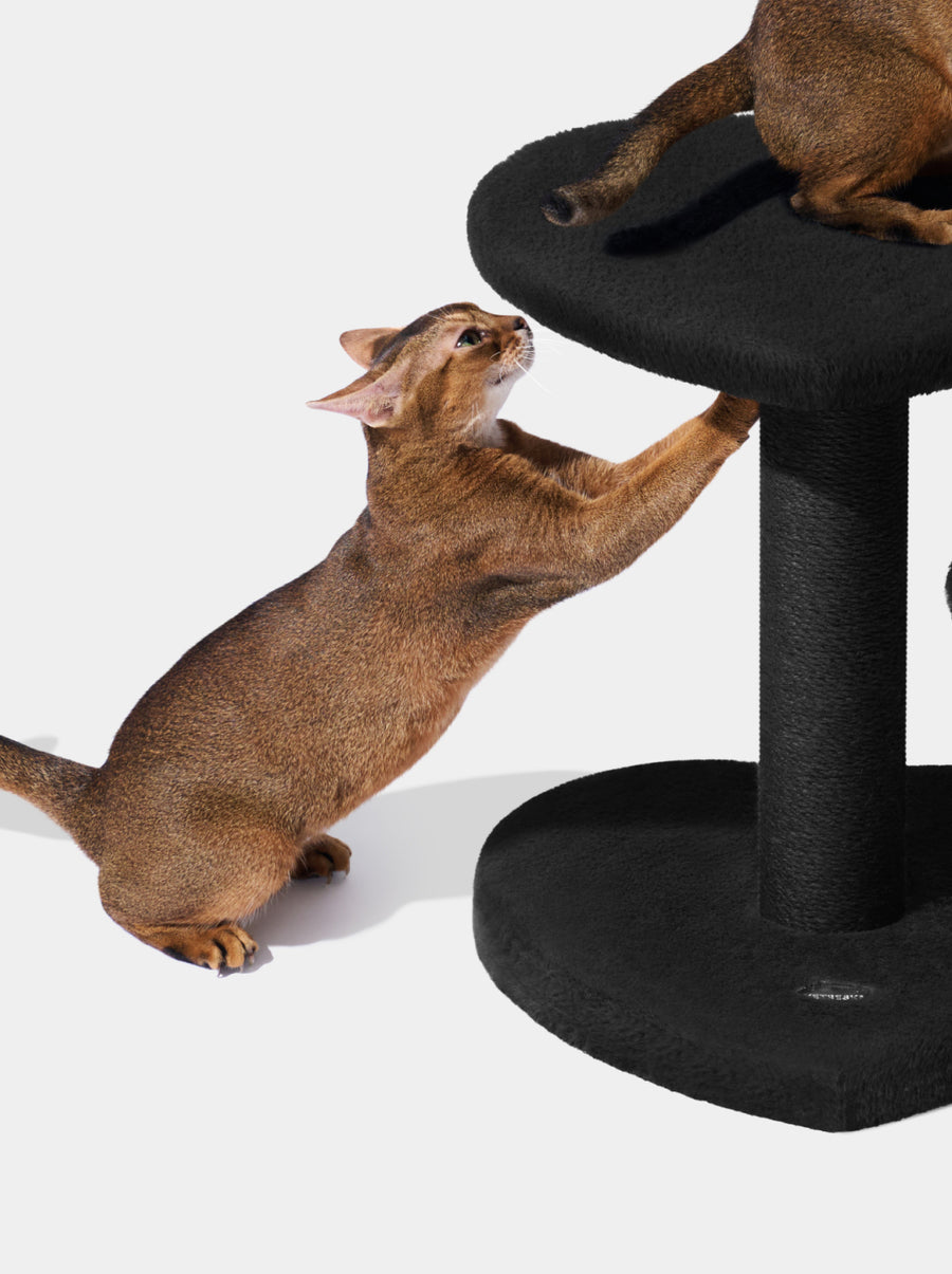 Heartpurrnoir Cat Climber - Two Platforms