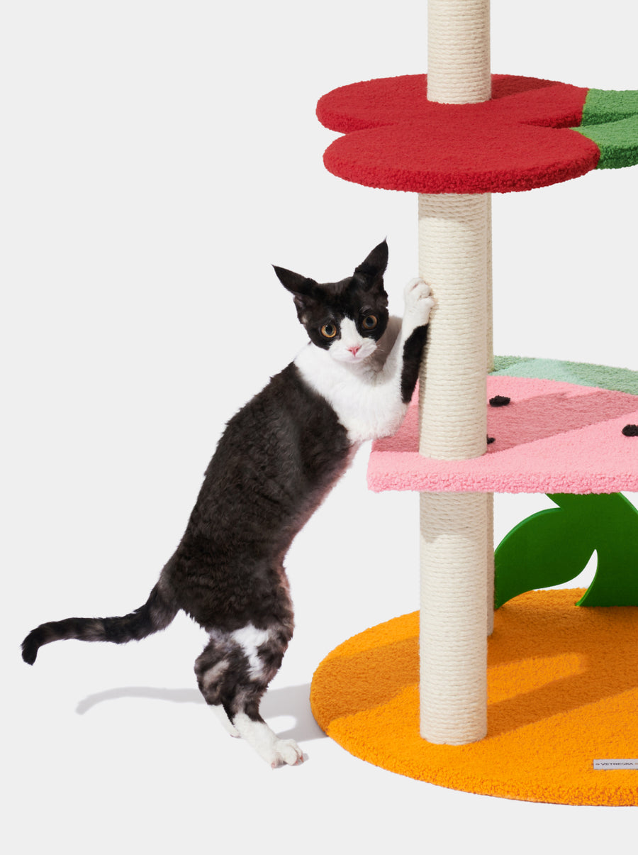 Fruit Frenzy Cat Climber