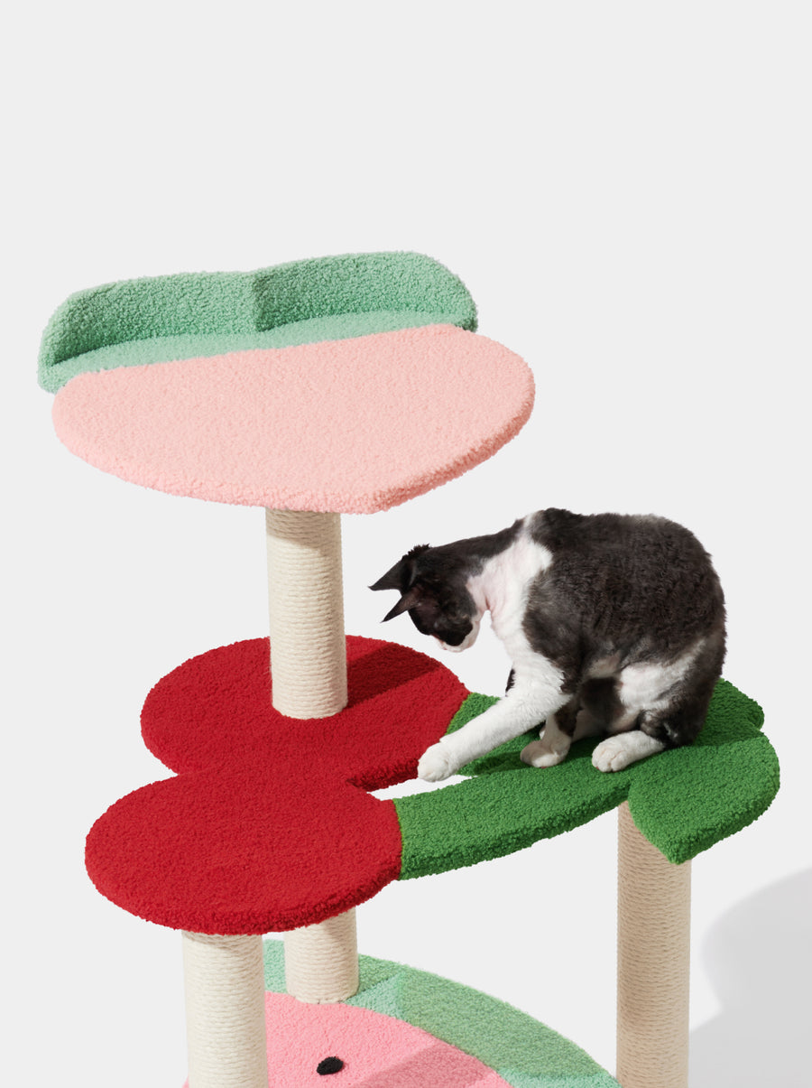 Fruit Frenzy Cat Climber