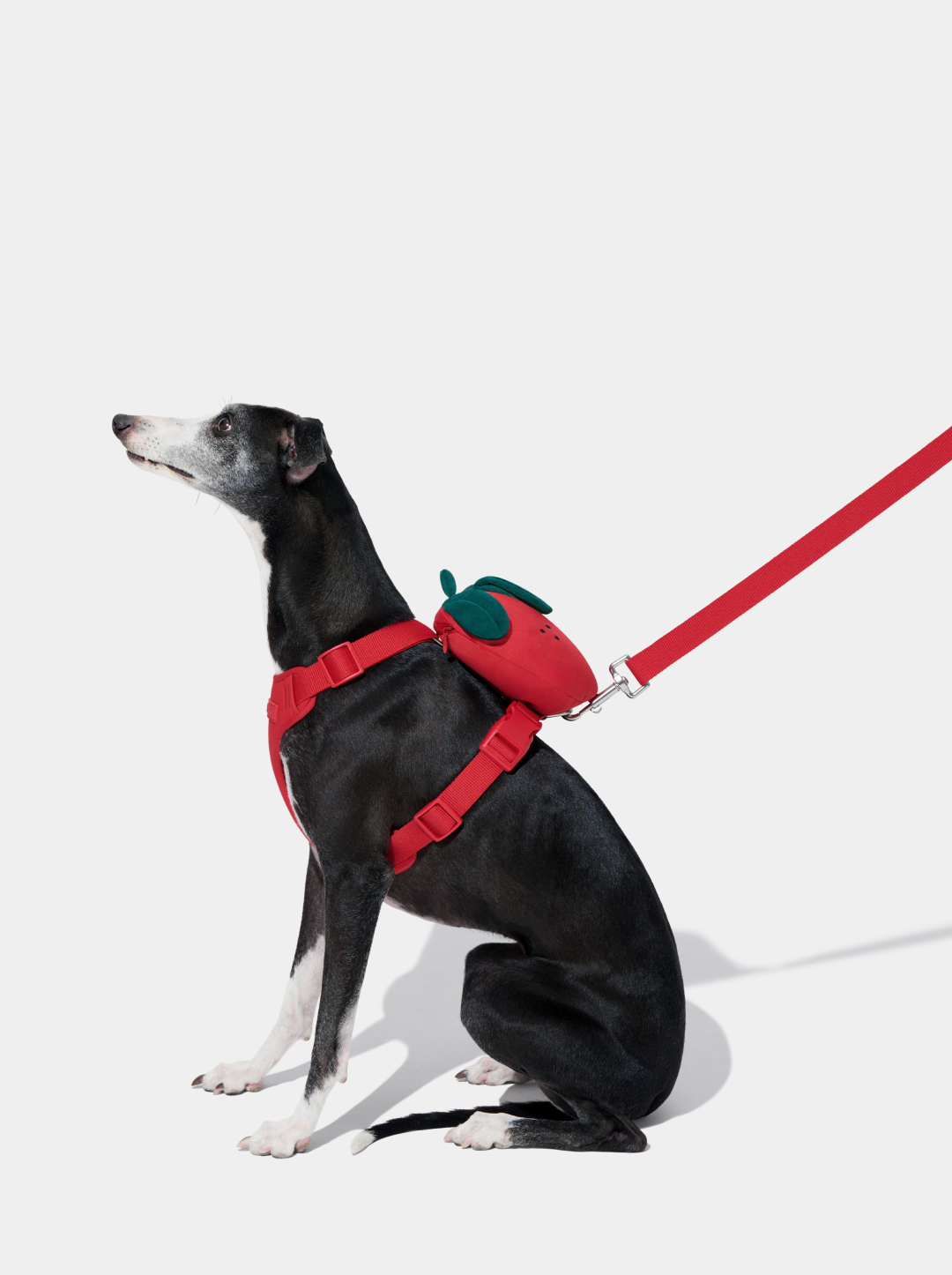 Strawberry Pet Backpack, Harness & Leash Set